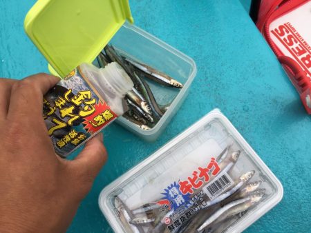 太刀魚 ウキ釣り釣果